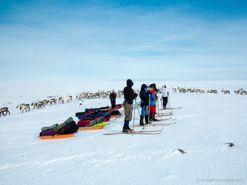 Reindeer on the Finnmarksvidda